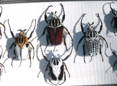 LIVE AND DRIED BEETLES AVAILABLE