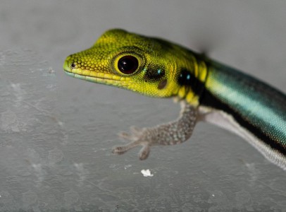 BB Gecko for 23th February