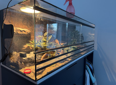 Költözne 5 éves leopárd gekkóm