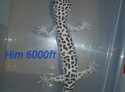 Elado leo gekkok normál kiraly piton