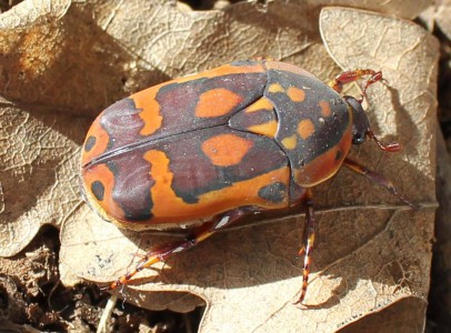 Larvae beetle