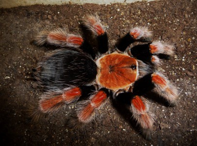 14  species of Tarantulas spiders available sale