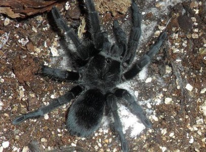 14  species of Tarantulas spiders available sale