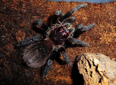 14 faj tarantula pókok és pókocskával eladó