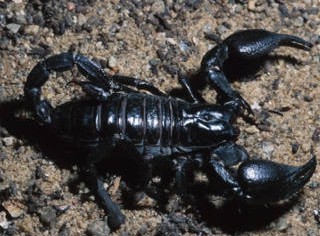 Fekete Scorpions Eladó 100 gramm plusz