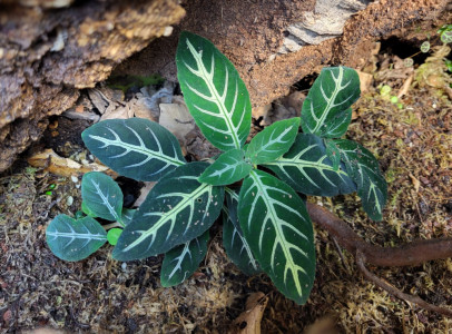 ISOPODS, MILIPEDES & SPRINGTAILS ????