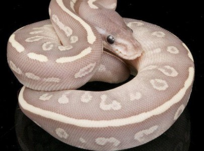 Butter and lesser Stripe Ball Python For Sale