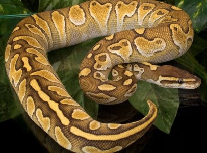 Butter and lesser Stripe Ball Python For Sale