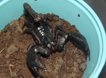 Black Scorpions Available 100 grams plus