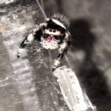 KriSpider