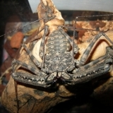 Lophiaris